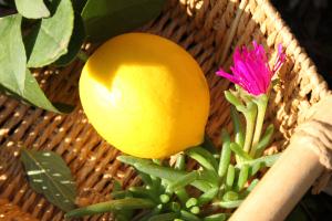 citron ambiance 2 - VPG - HD
